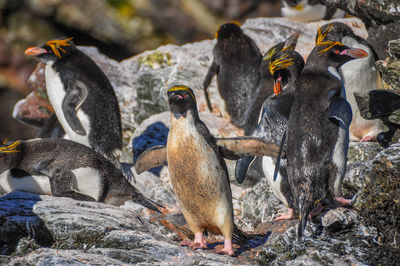 Ducks on rock in water