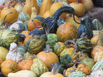 Diverse assortment of pumpkins at market place . autumn harvest