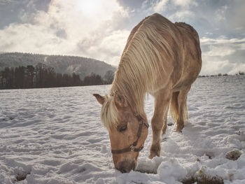 Beautiful light horse on mountain pasture in winter. well fed horse breed isabella.