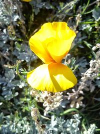 Close-up of yellow flower