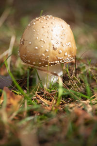 Close-up of mushroom growing on field