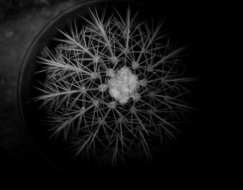 Close-up of cactus plant