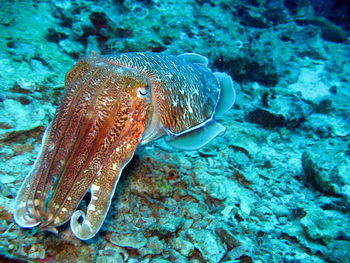 Fish swimming in sea