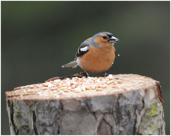 Close-up of bird perching on wood