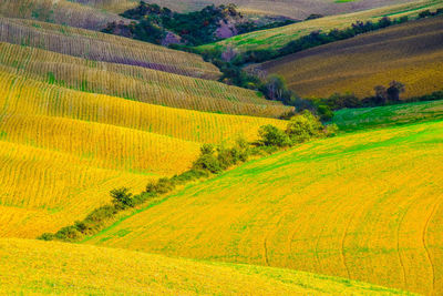 Scenic view of agricultural field