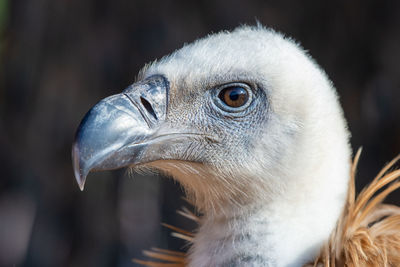 Close-up of eagle