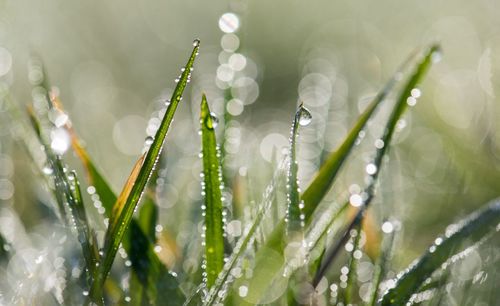 Close-up of wet plants