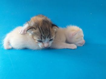 Cat relaxing on blue background