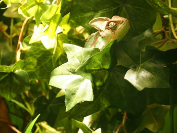 Close-up of green leaves