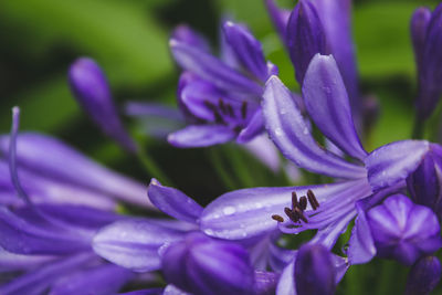 Close-up of purple crocus flowers