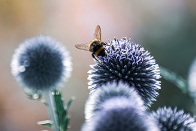 Close-up of bee pollinating on flower