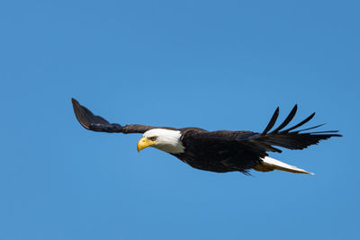 Low angle view of eagle flying in sky