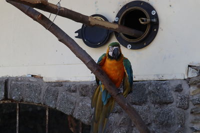 View of bird perching on metal
