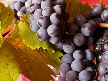 Full frame shot of grapes