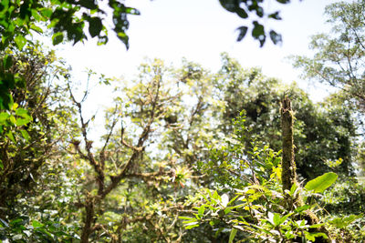 Low angle view of trees