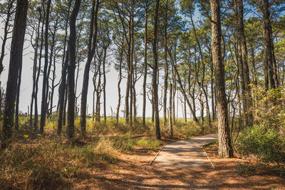 Dirt road amidst trees in forest