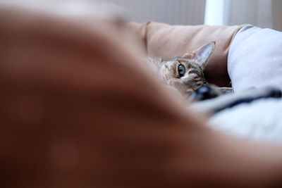 Portrait of cat resting on sofa