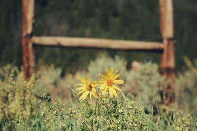 Close-up of yellow flowering plant on field