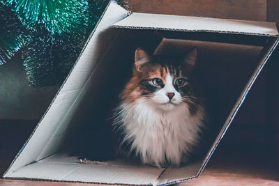 Portrait of cat looking at camera