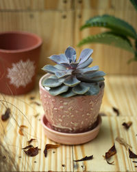 High angle view of potted plant on table