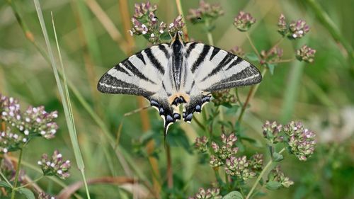 Butterfly pollinating on flower