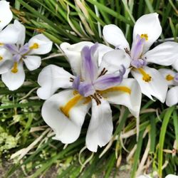 Close-up of white flower