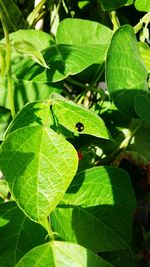 Close-up of insect on plant