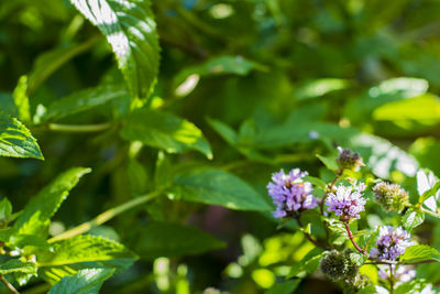 Close-up of honey bee on flower