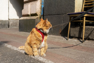 Large red domestic frightened cat in harness and on leash sits on sidewalk and looks at the owner