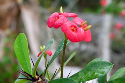 Close-up of red flowering plant