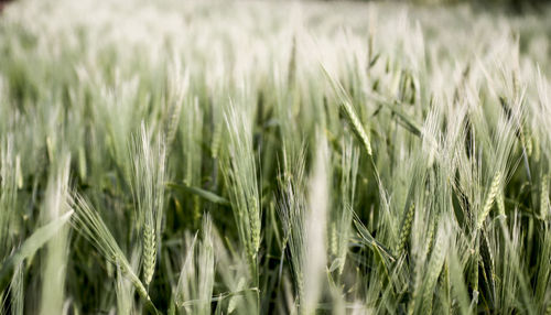 Full frame shot of wheat growing on field