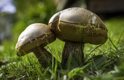 Close-up of mushroom growing on field