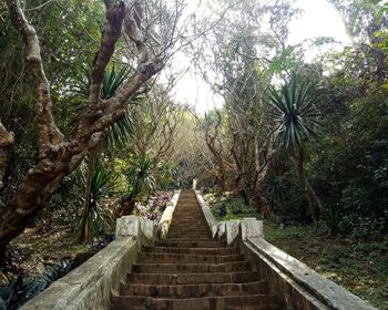 Steps amidst trees in forest