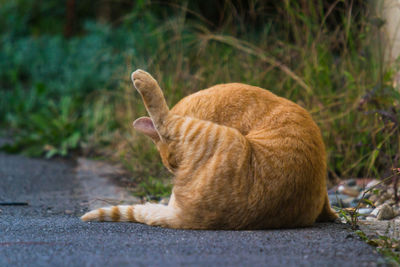 Cat resting on a footpath