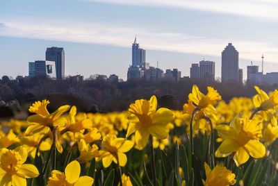 Yellow flowers growing in city against sky