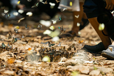 Low section of woman walking on street