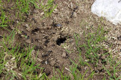 High angle view of insect on field