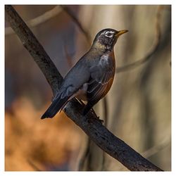 Close-up of bird perching on branch