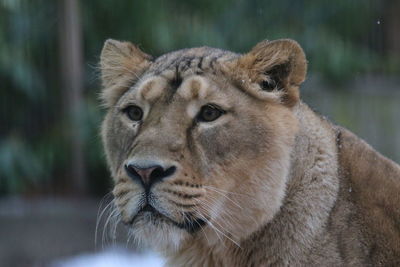 Close-up of lion