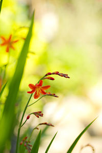 Close-up of red flowering plant