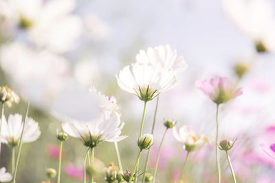 Close-up of white cosmos flowering plants