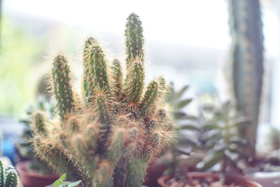 Close-up of cactus plant