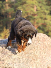 Dog looking at camera