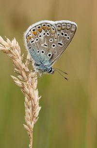 Close-up of butterfly on plant