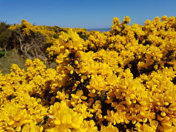 Close-up of yellow flowers in field