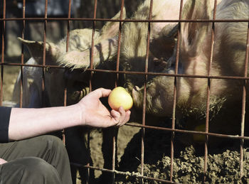 Feeding pigs on a farm, animal husbandry and livestock farming