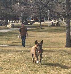 Dog standing on field