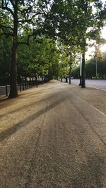 Trees in park