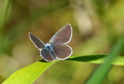 Close-up of butterfly on plant