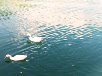 High angle view of swans swimming in lake